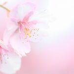 初めまして、桜です。